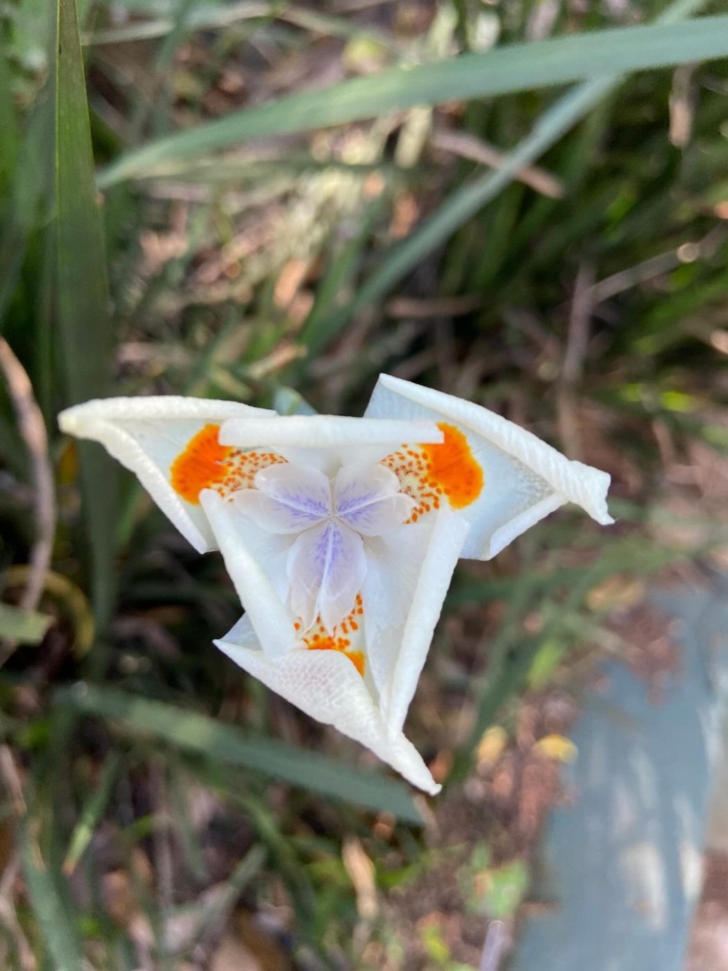 Flor de íris branca com manchas laranja vista de cima