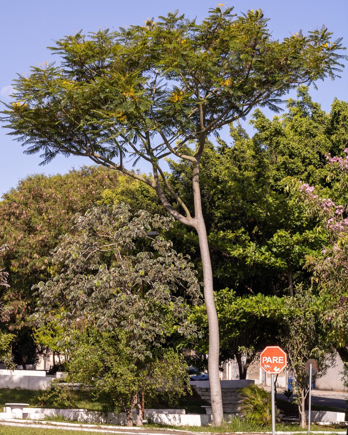 Árvore alta com copa ampla em praça, céu azul