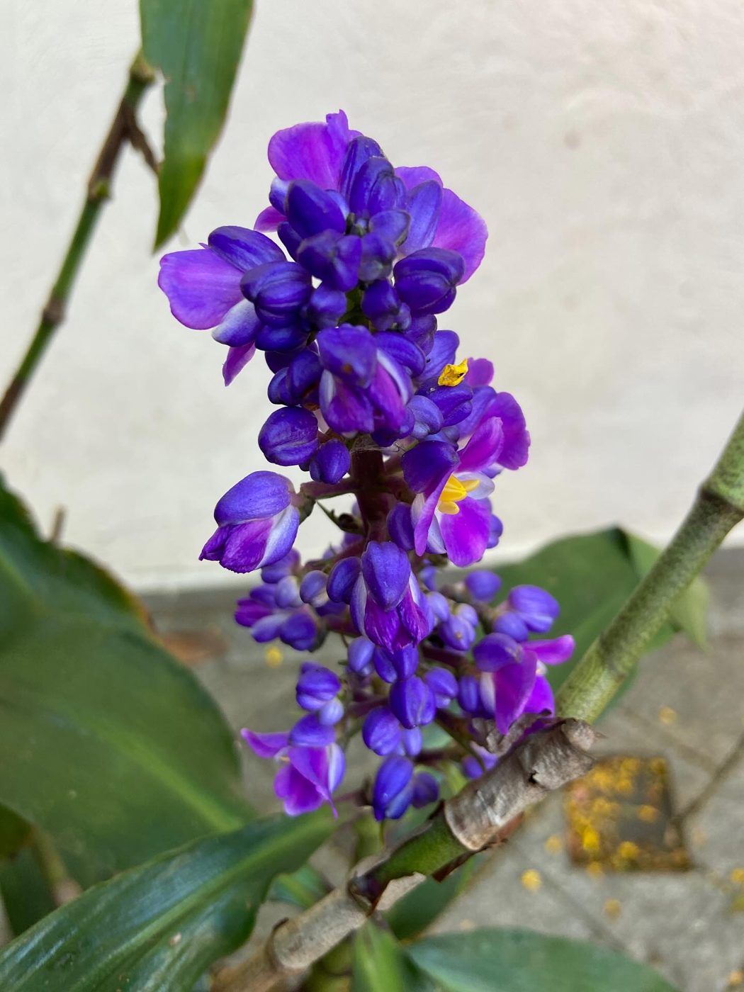 Cacho de flores roxas em close